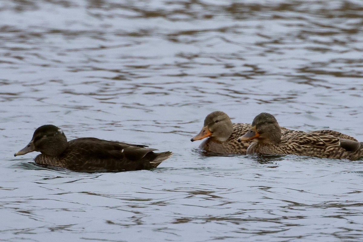 Mallard x American Black Duck (hybrid) - ML645612621