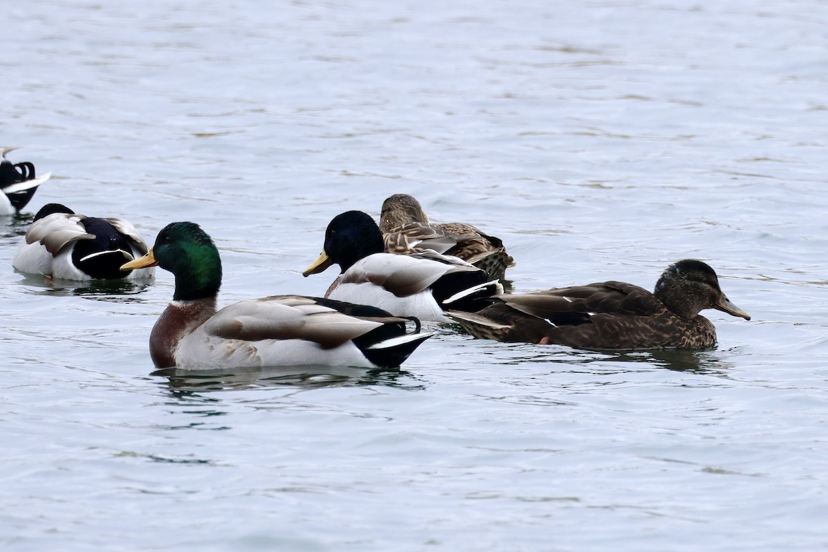 Mallard x American Black Duck (hybrid) - ML645612622