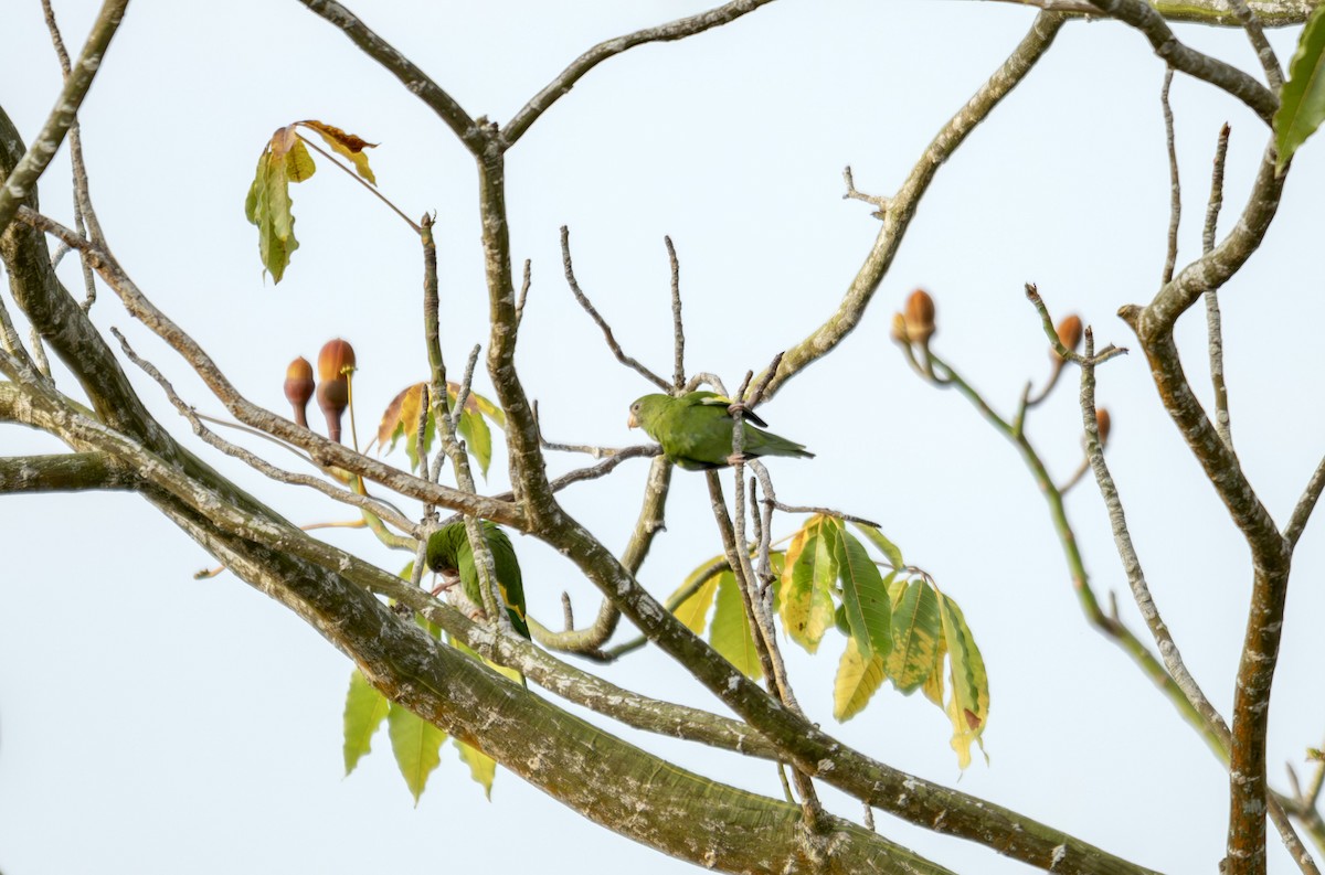 White-winged Parakeet - ML645612623