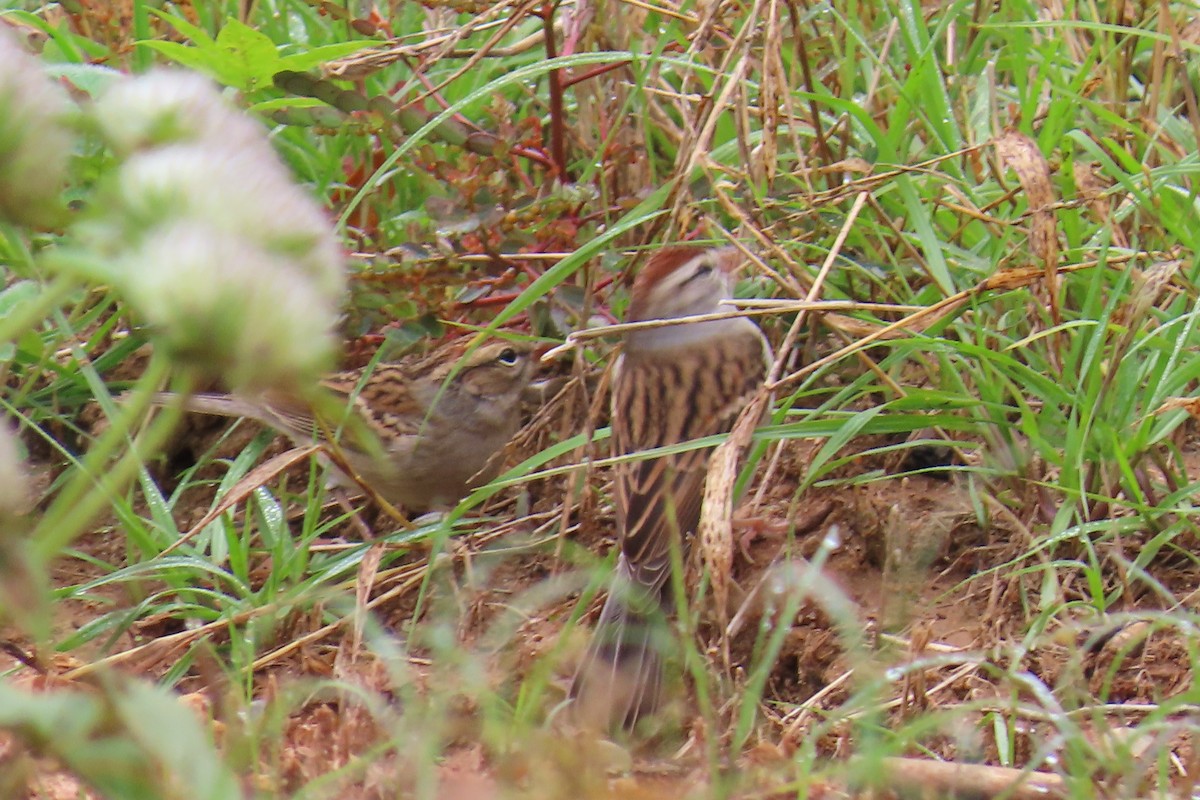 Chipping Sparrow - ML645612624