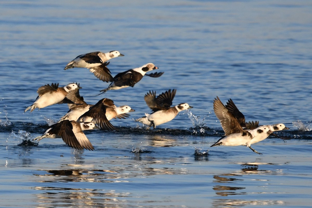 Long-tailed Duck - ML645612625