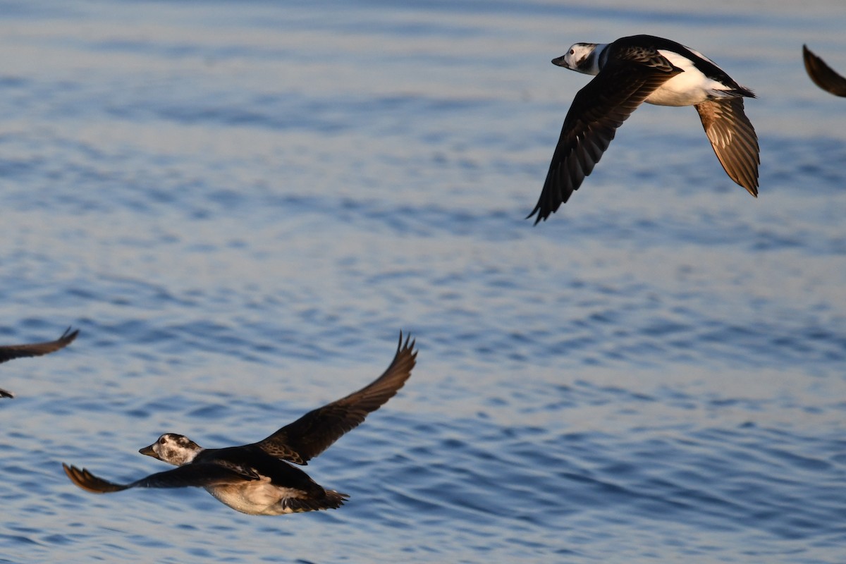 Long-tailed Duck - ML645612626