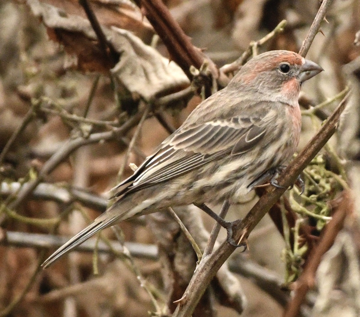House Finch - ML645612627