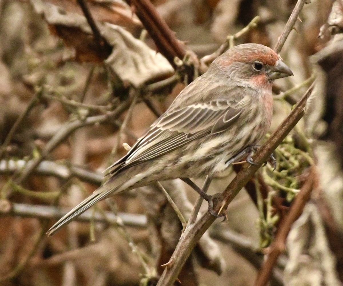 House Finch - ML645612628
