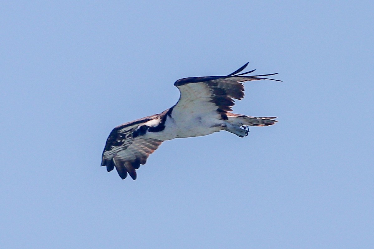 Osprey - ML645612629