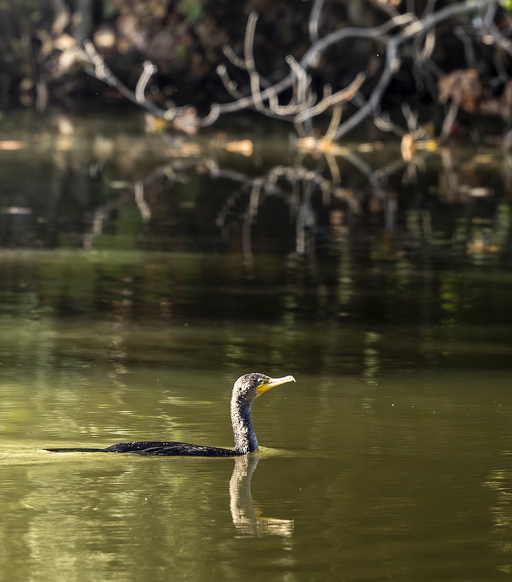 Double-crested Cormorant - ML645612630