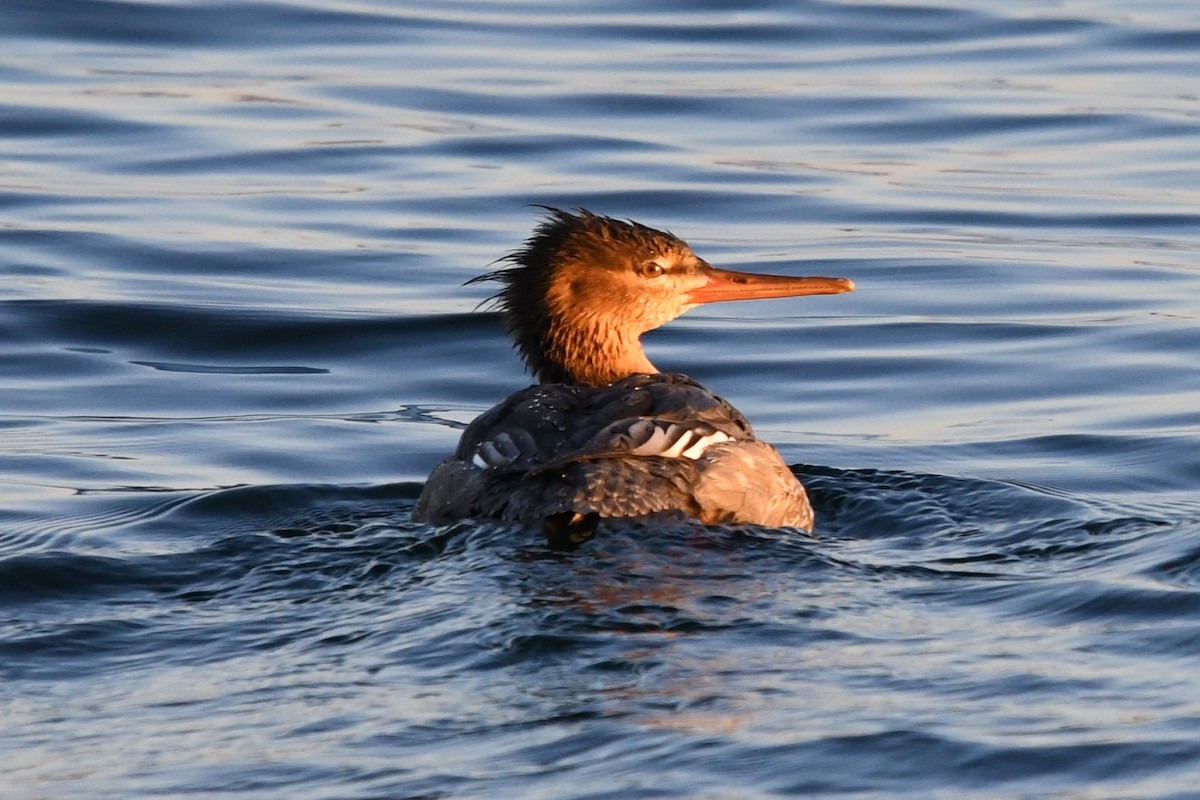 Red-breasted Merganser - ML645612631