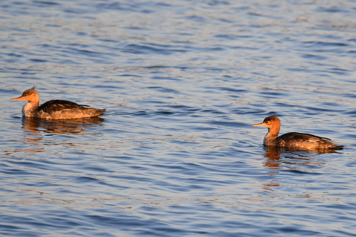 Red-breasted Merganser - ML645612632