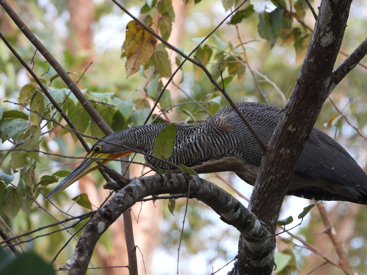 Bare-throated Tiger-Heron - ML645612635