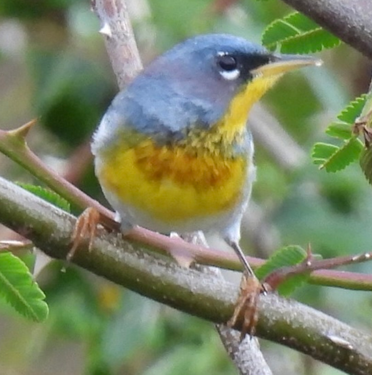 Northern Parula - ML645612637