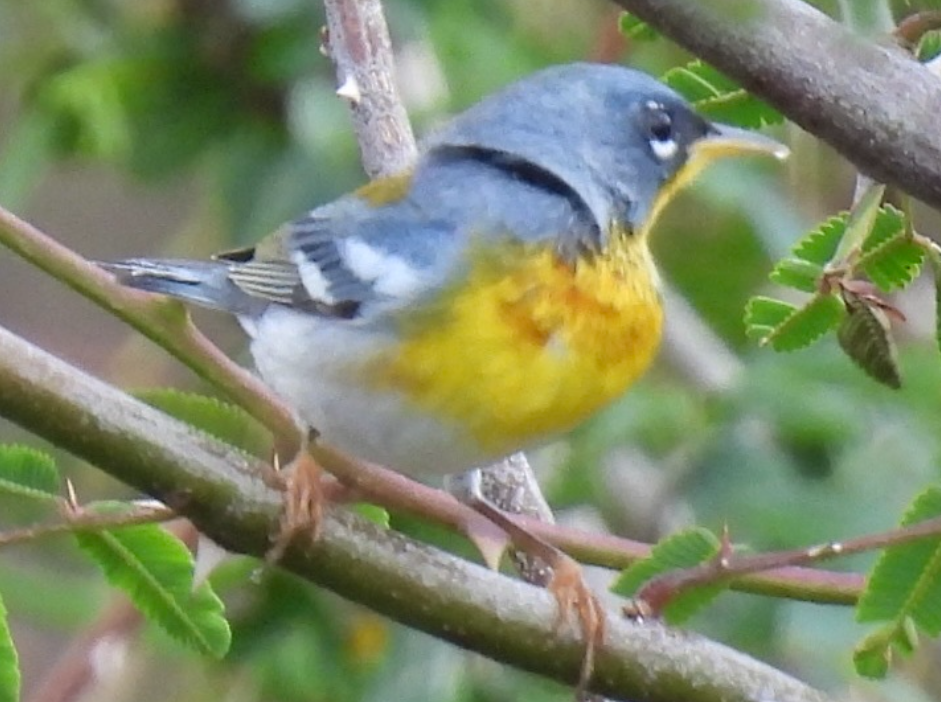 Northern Parula - ML645612638