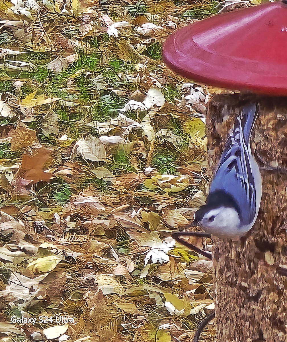 White-breasted Nuthatch - ML645612639