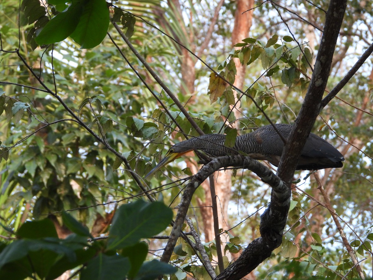 Bare-throated Tiger-Heron - ML645612642