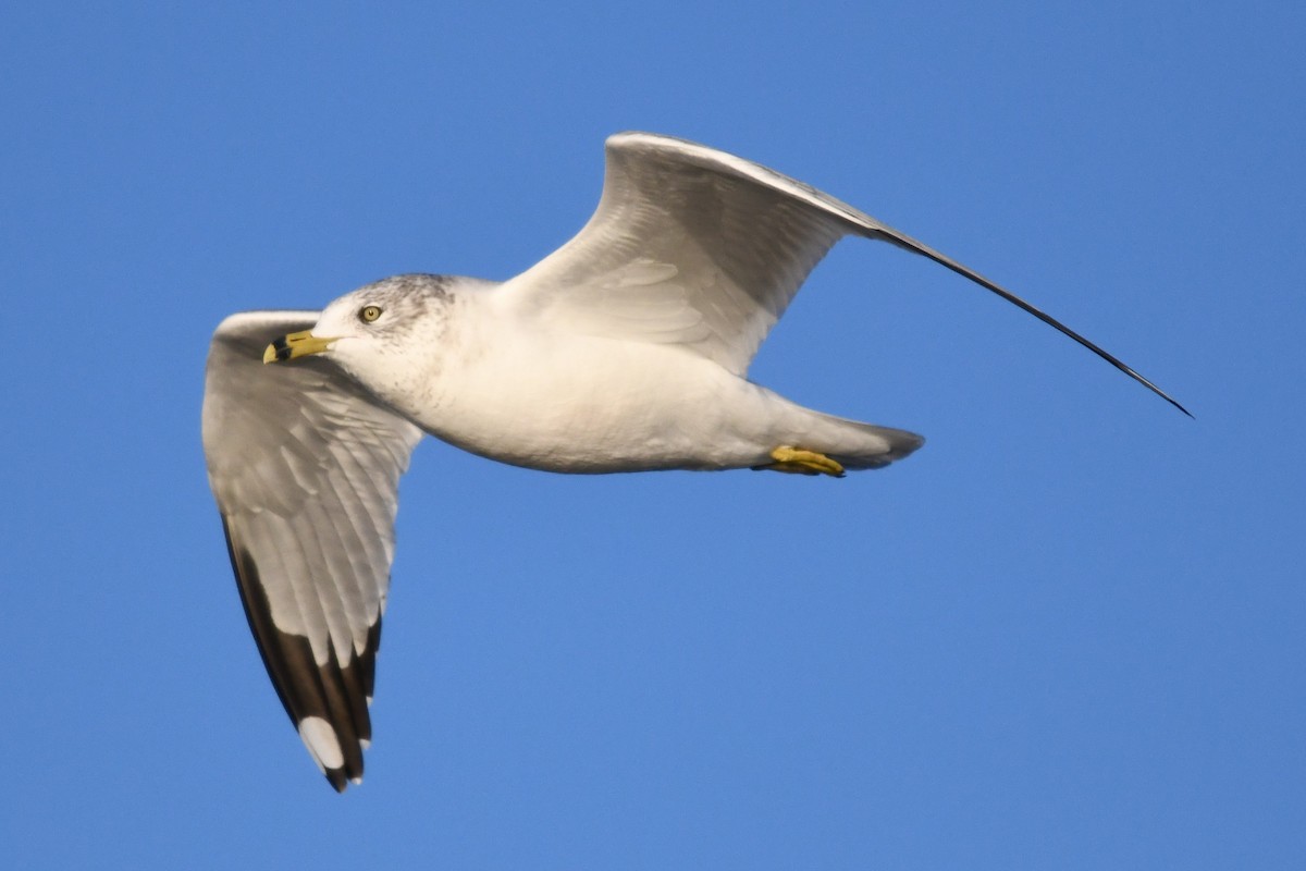 Ring-billed Gull - ML645612643