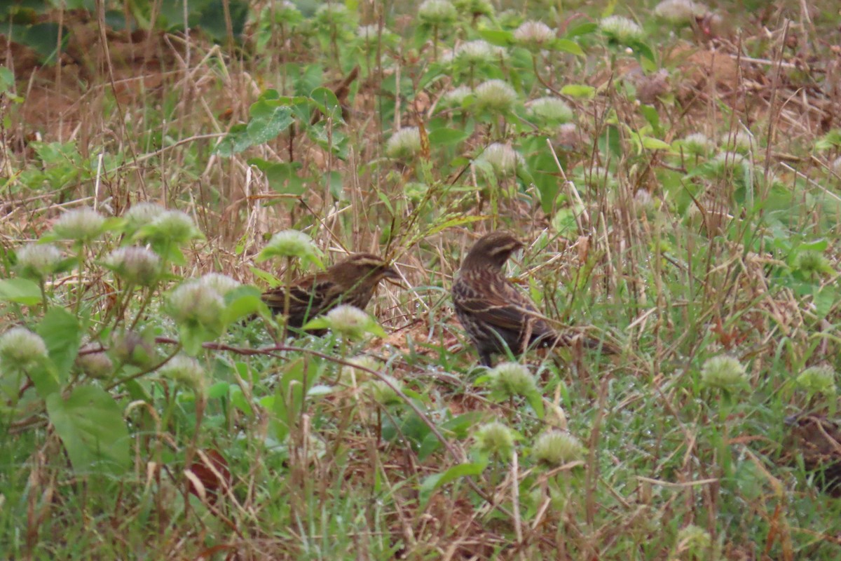 ハゴロモガラス - ML645612644