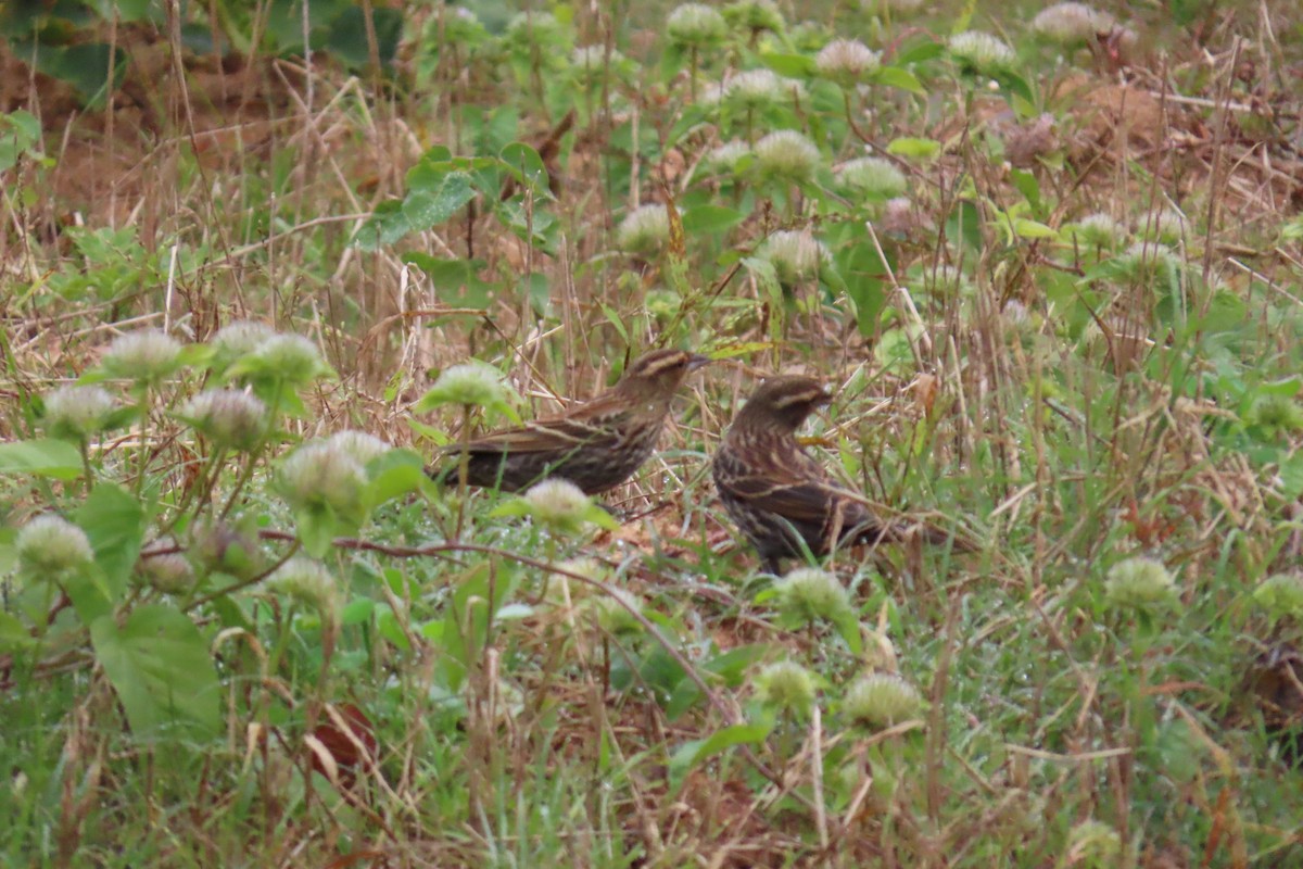 ハゴロモガラス - ML645612645