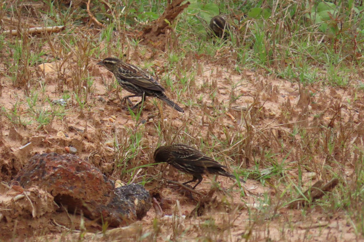 ハゴロモガラス - ML645612646