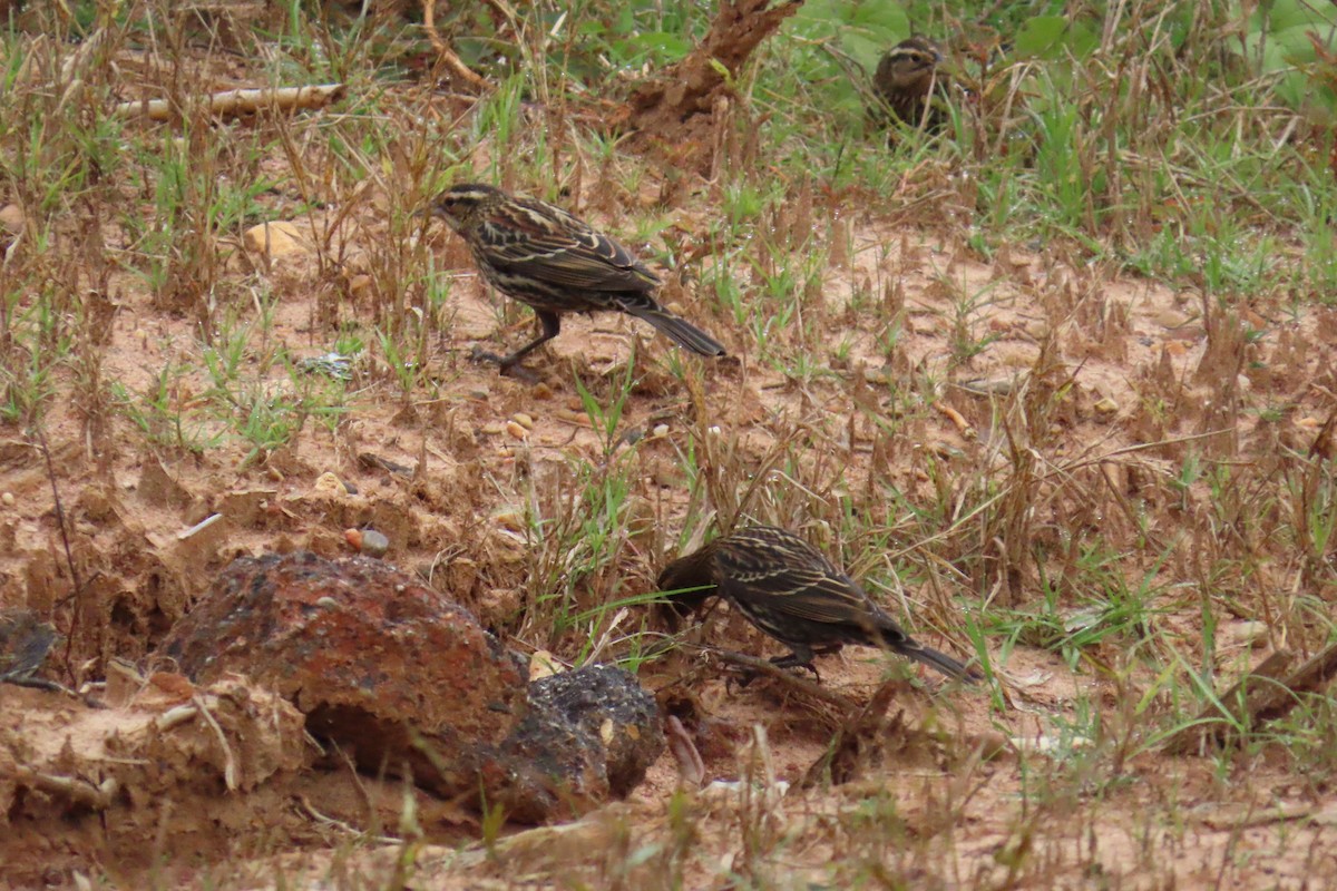 ハゴロモガラス - ML645612647