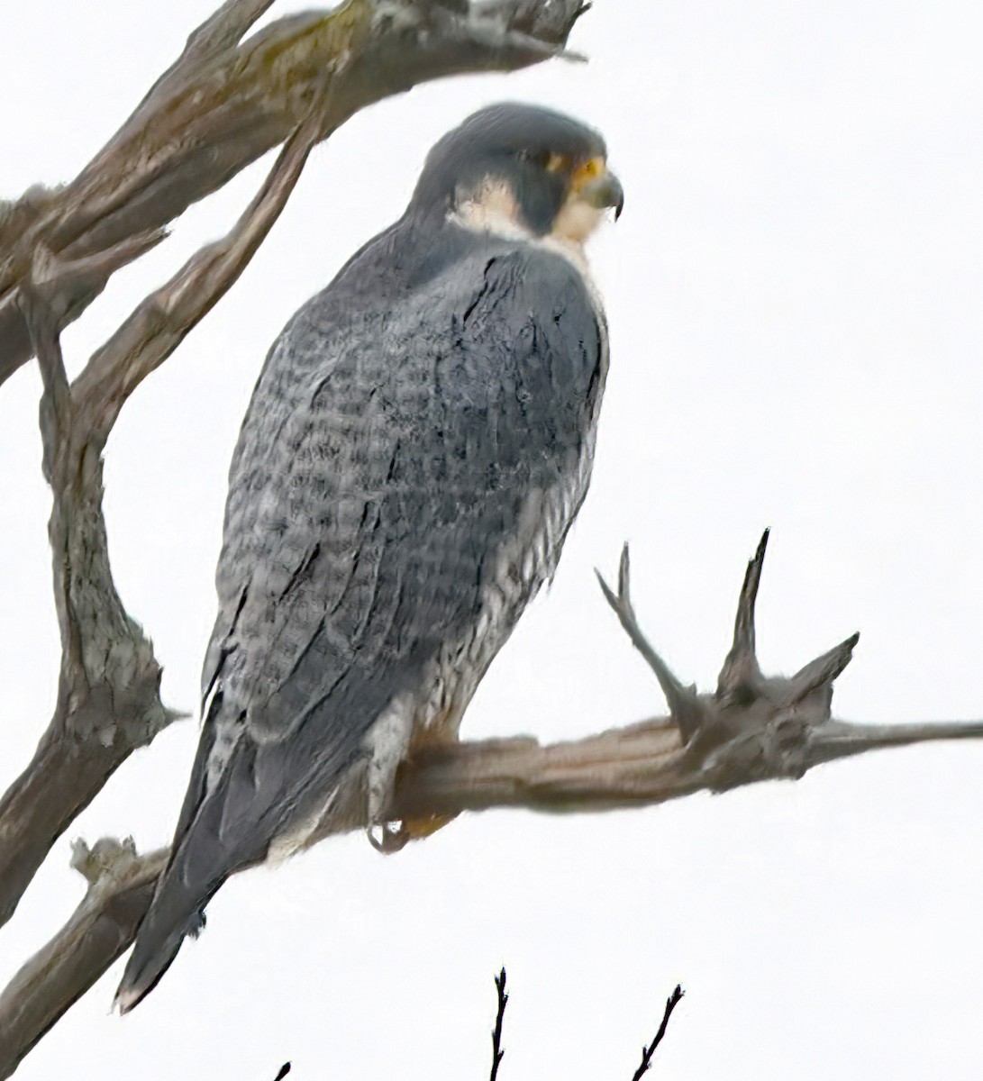 Peregrine Falcon - ML645612650