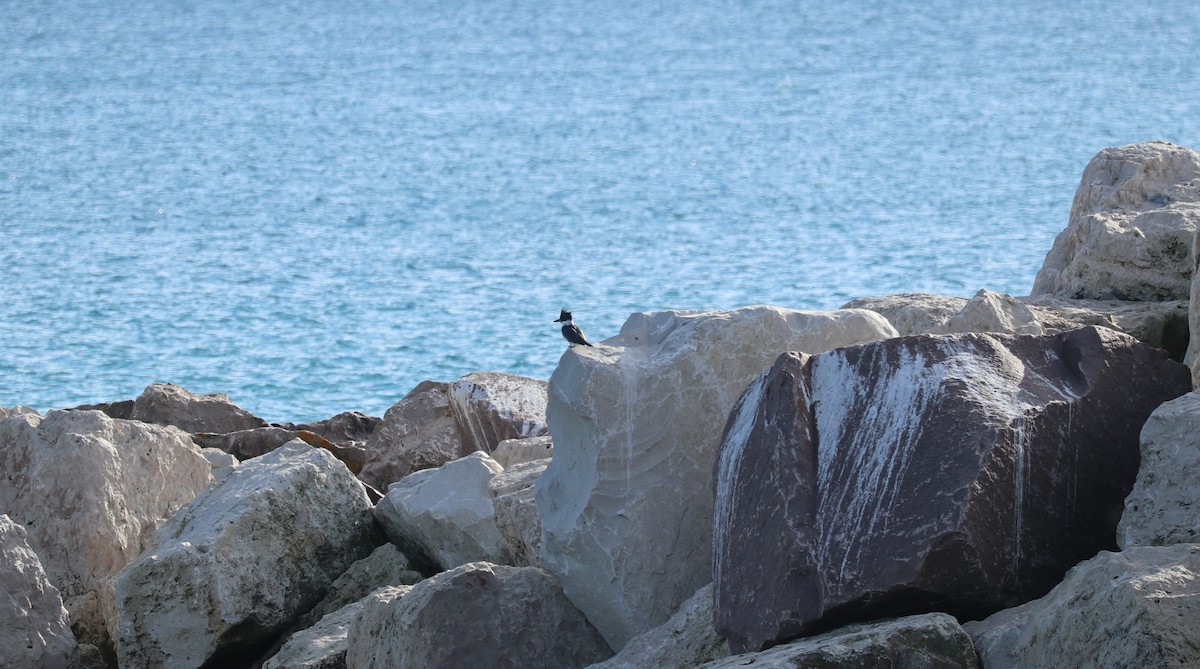 Belted Kingfisher - ML645612651