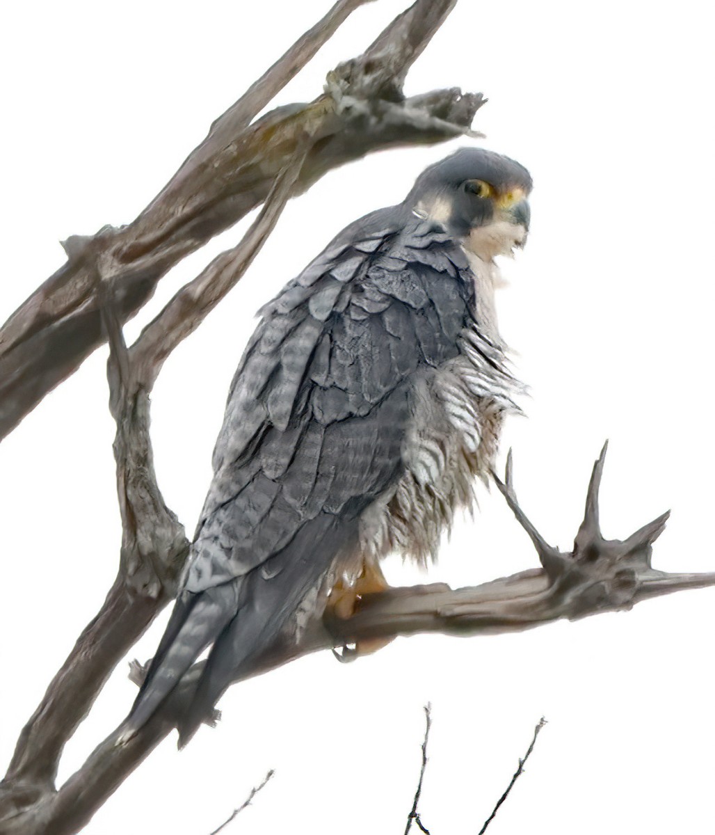 Peregrine Falcon - ML645612654