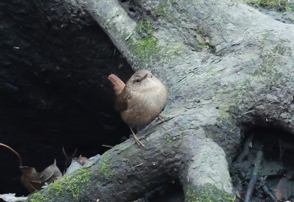 Winter Wren - ML645612656