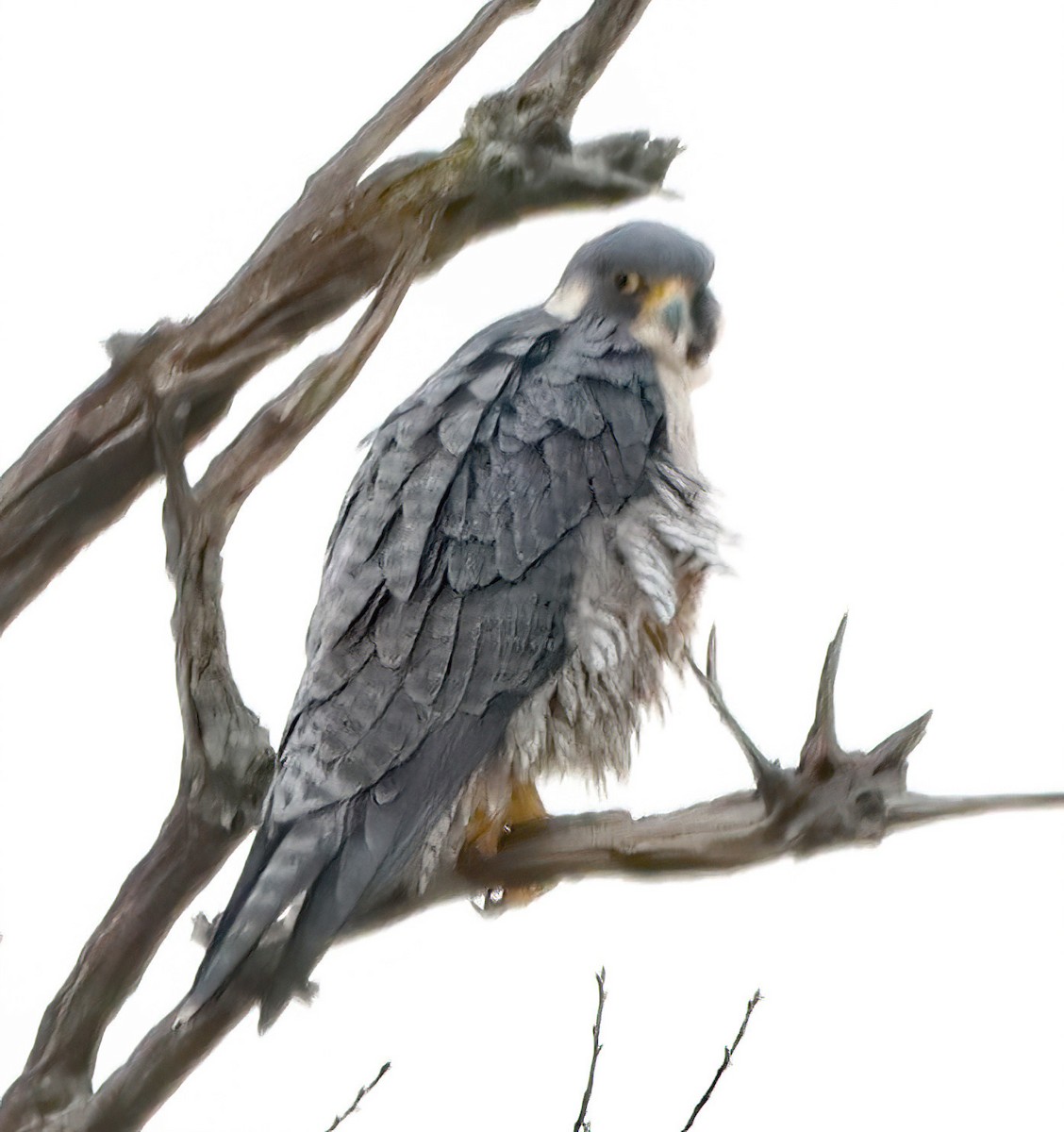 Peregrine Falcon - ML645612658