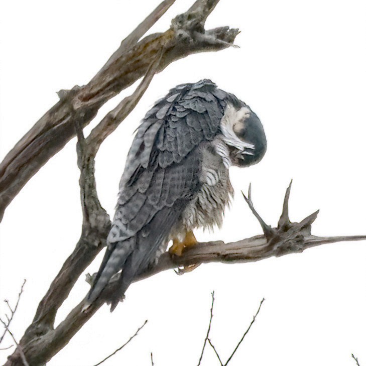 Peregrine Falcon - ML645612668