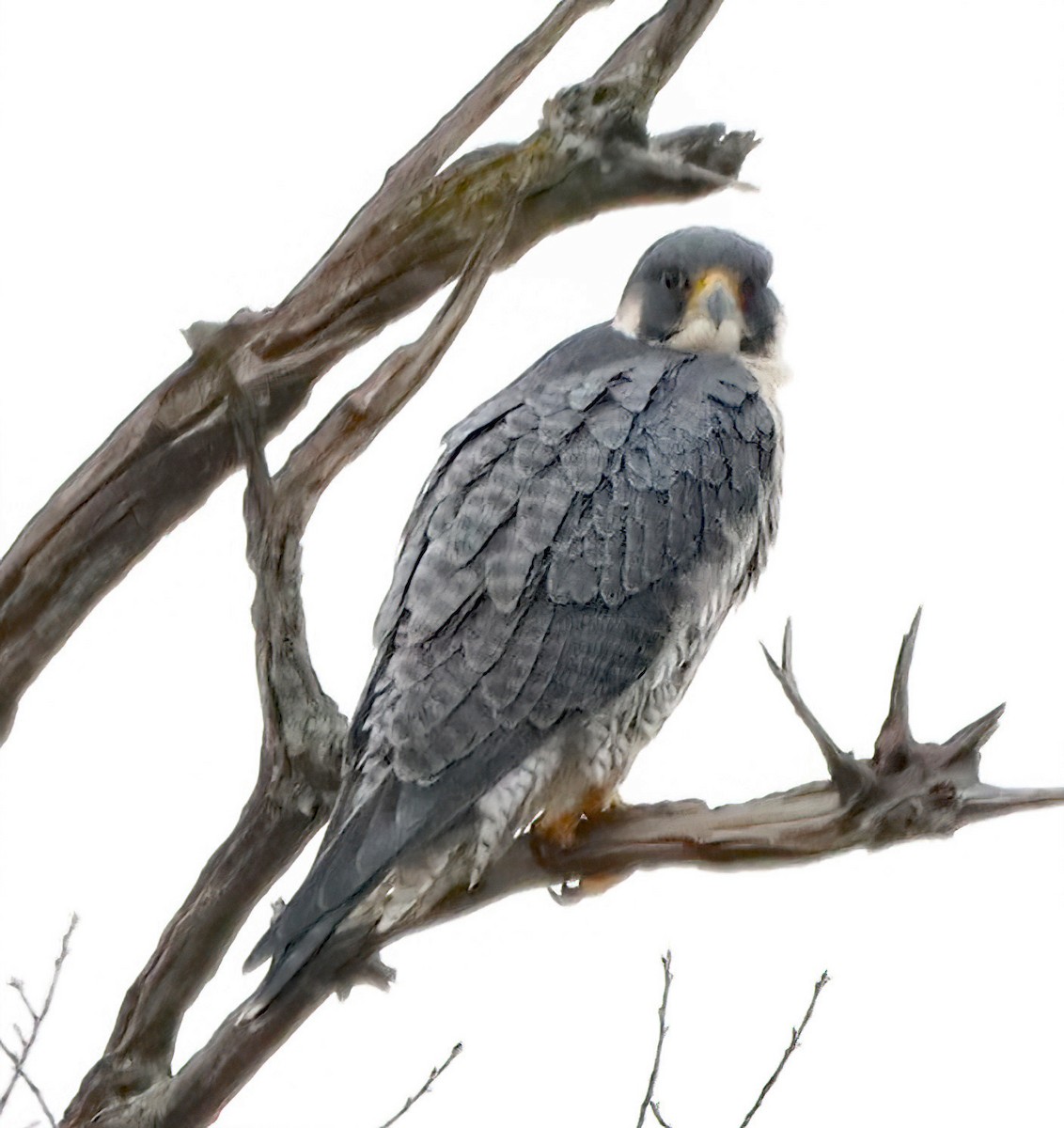 Peregrine Falcon - ML645612673