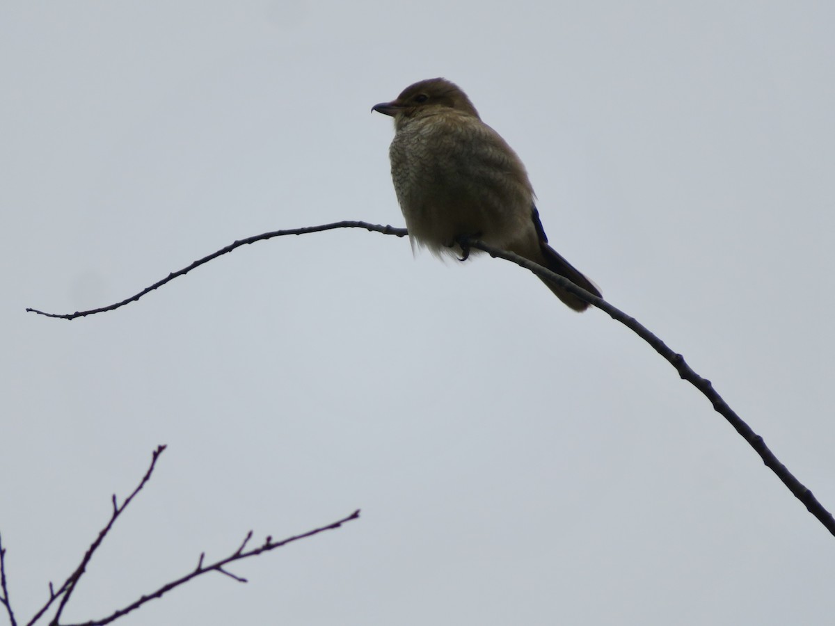 Taigaraubwürger - ML645612681