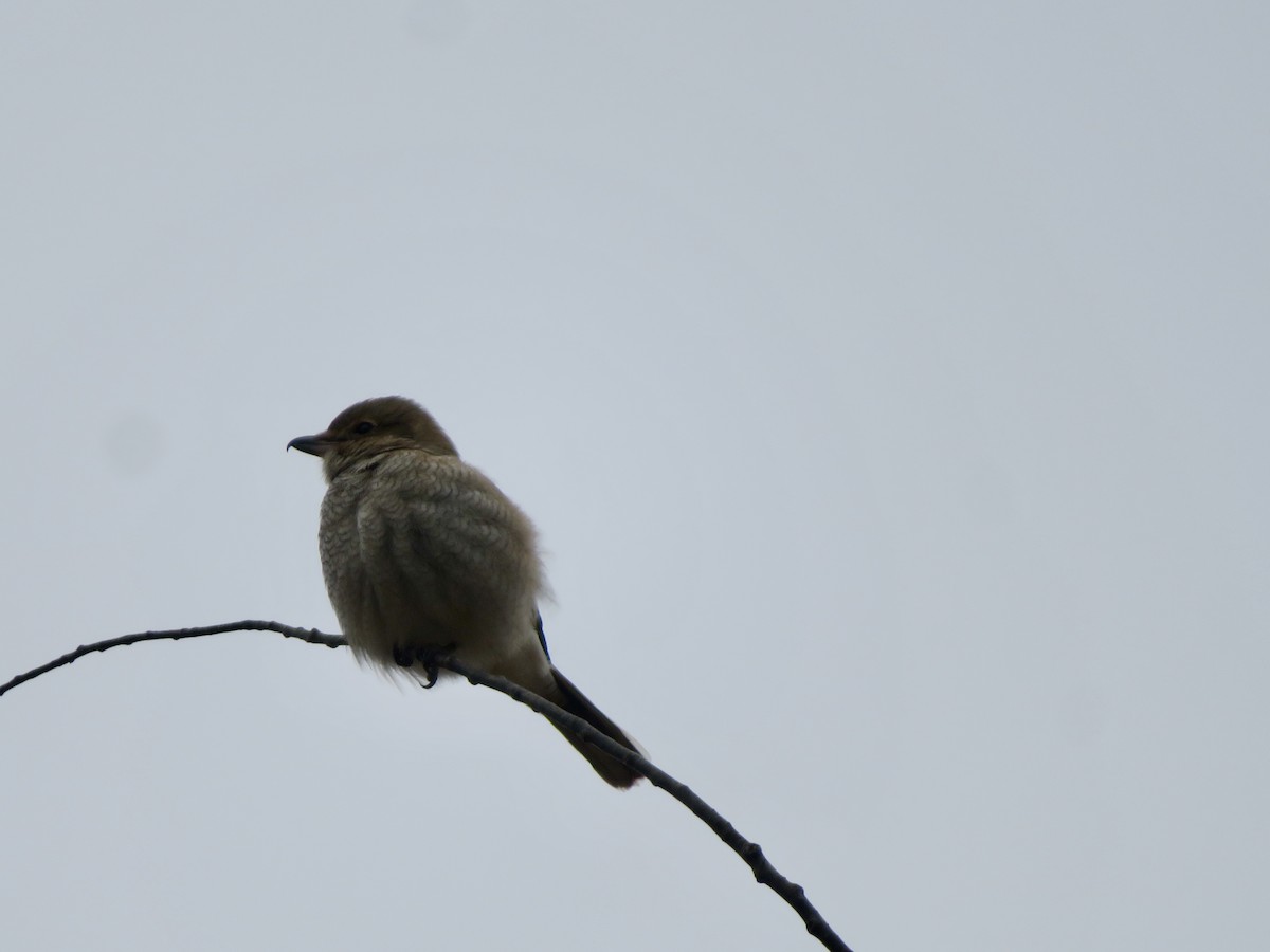 Taigaraubwürger - ML645612683