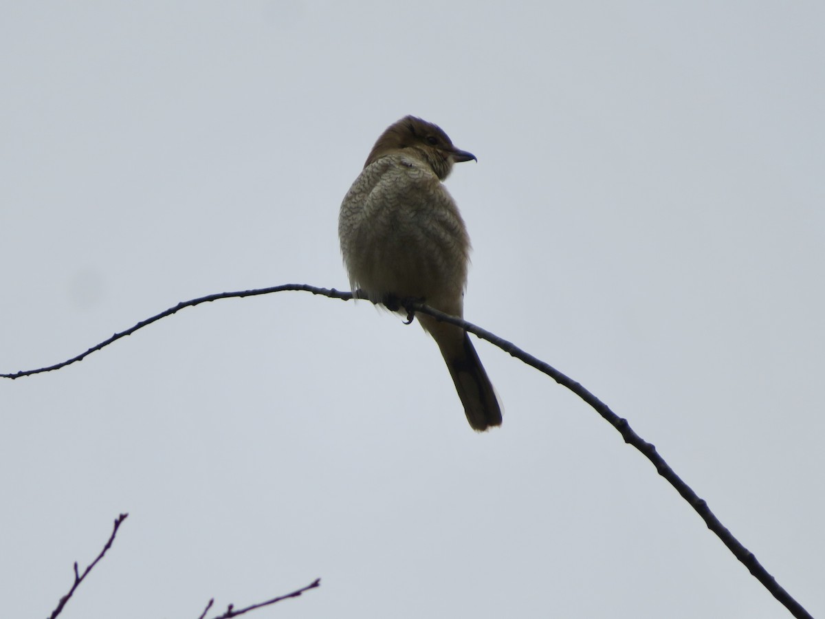 Taigaraubwürger - ML645612684