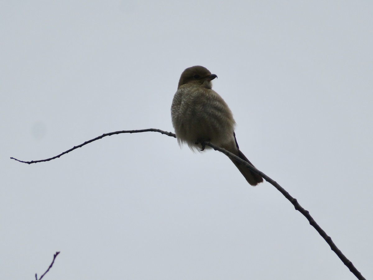 Taigaraubwürger - ML645612685