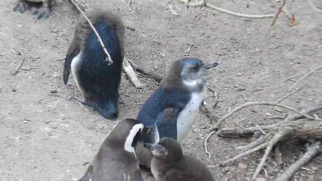 African Penguin - ML645612690