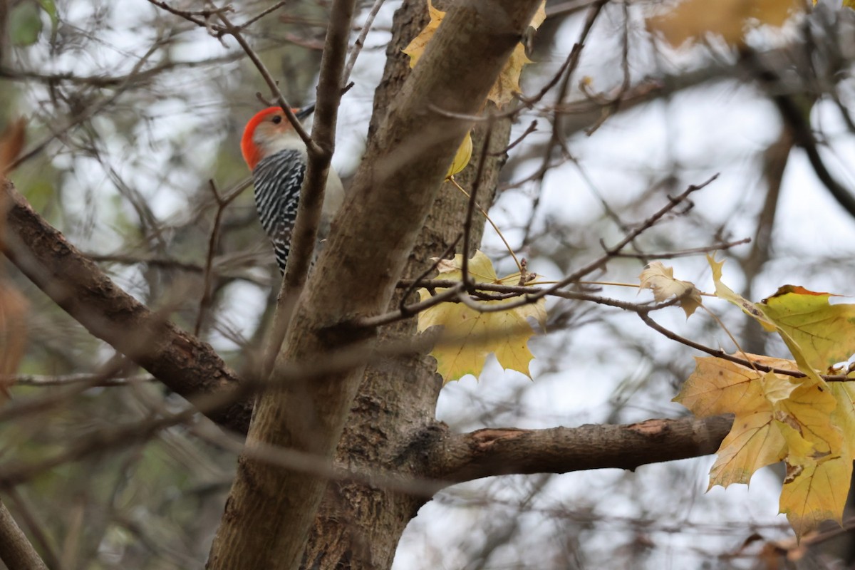 Red-bellied Woodpecker - ML645612694