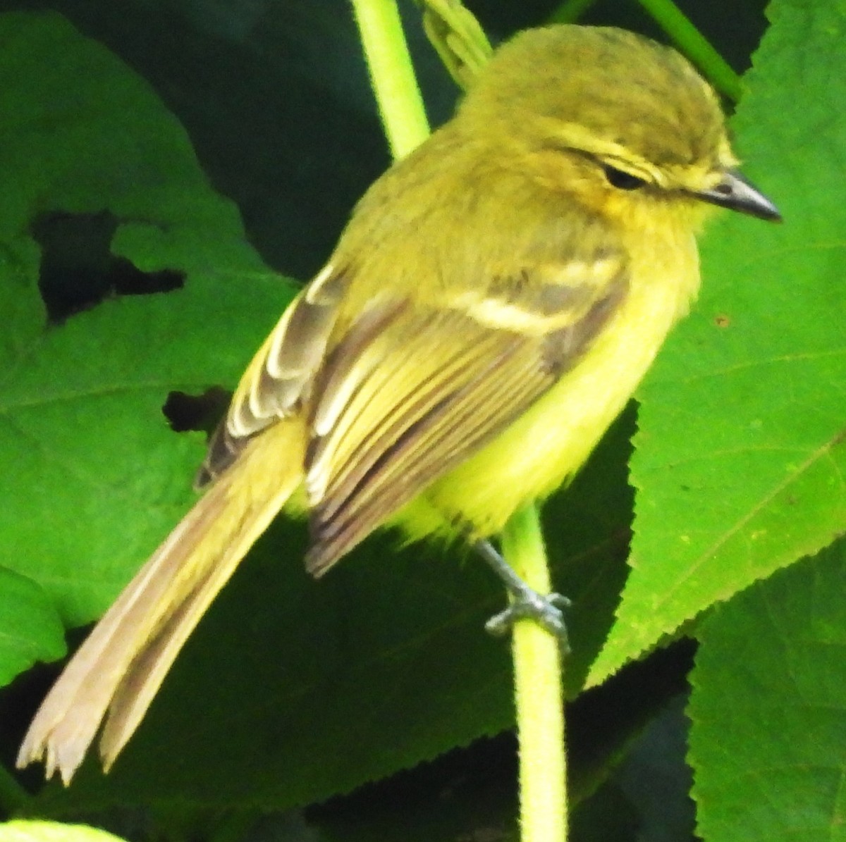 Yellow Tyrannulet - ML645612695