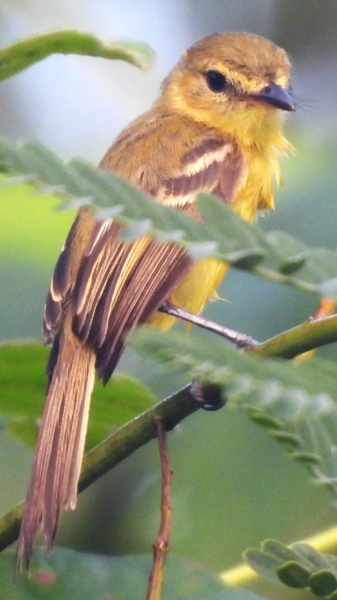 Yellow Tyrannulet - ML645612703