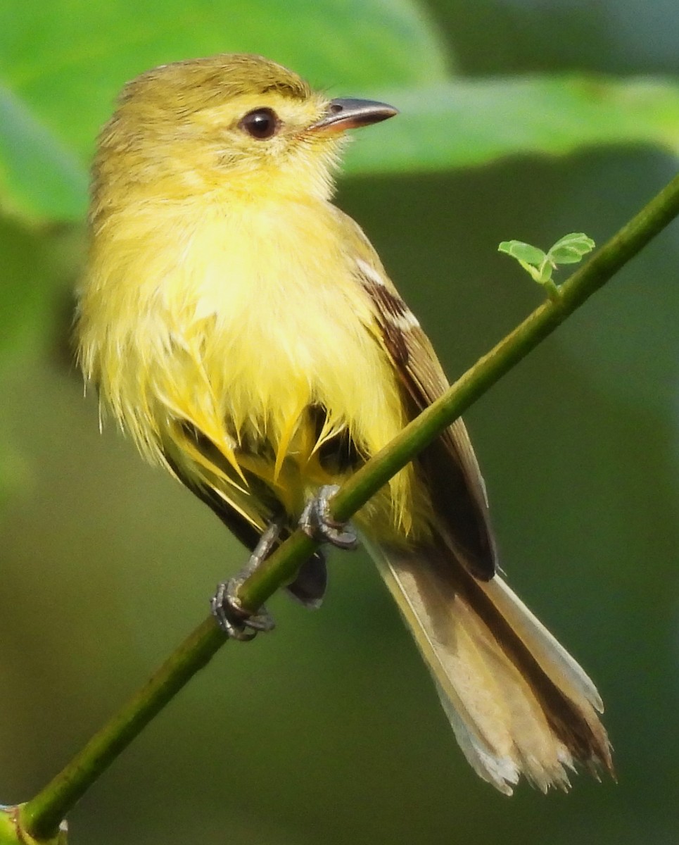 Yellow Tyrannulet - ML645612710