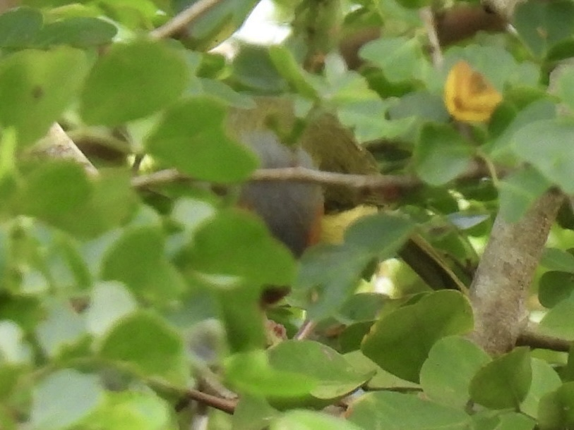 Rufous-browed Peppershrike - ML645612712