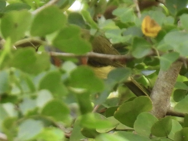 Rufous-browed Peppershrike - ML645612713
