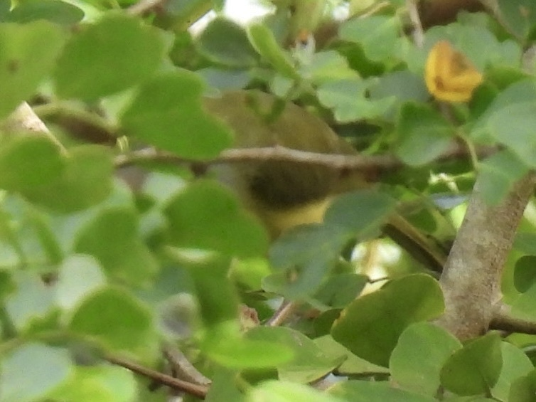 Rufous-browed Peppershrike - ML645612714