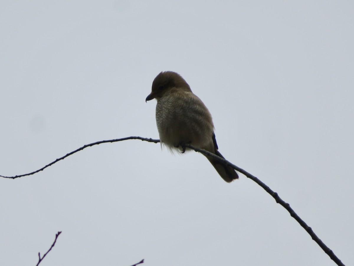 Taigaraubwürger - ML645612716