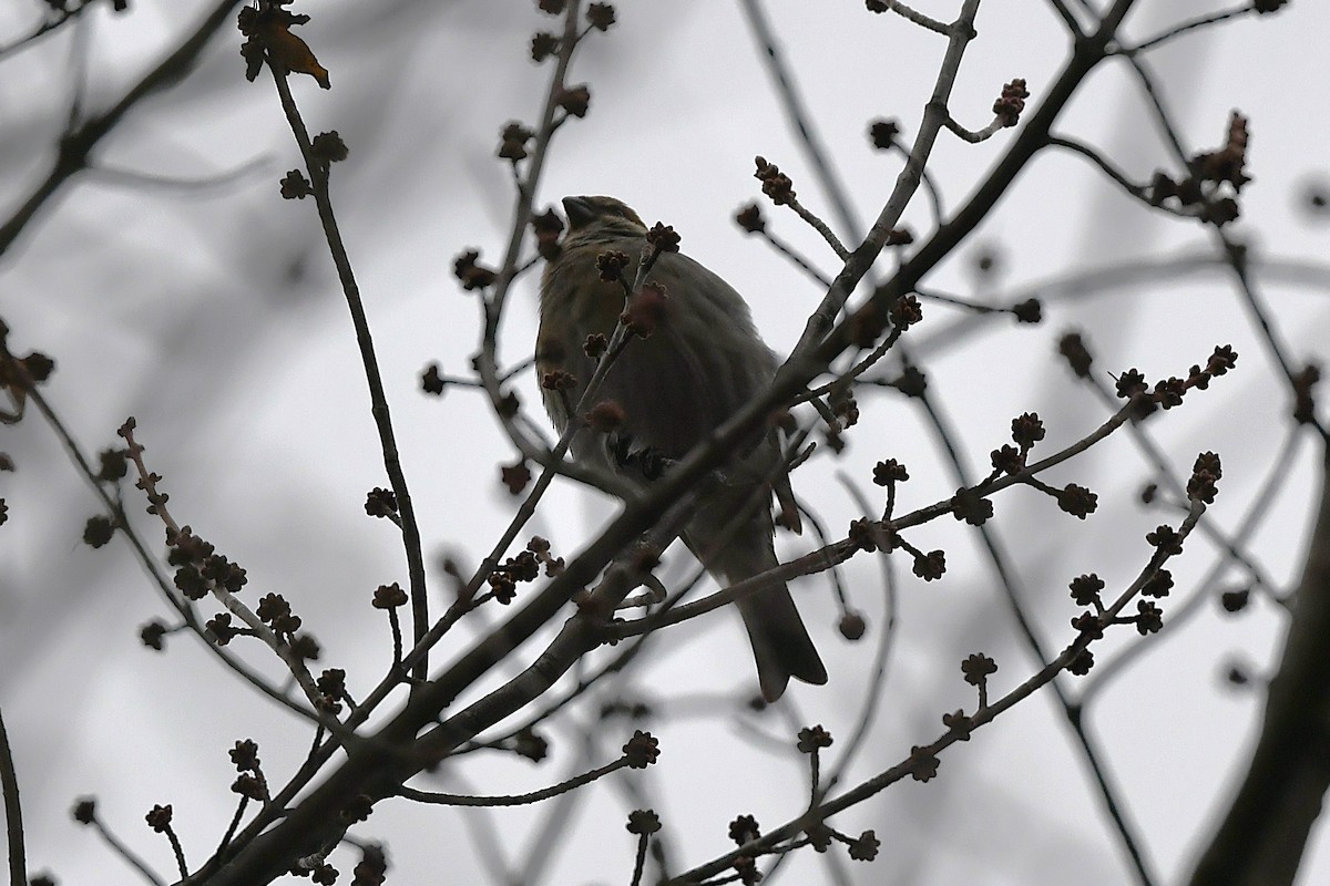 Pinu-gailupa - ML645612719