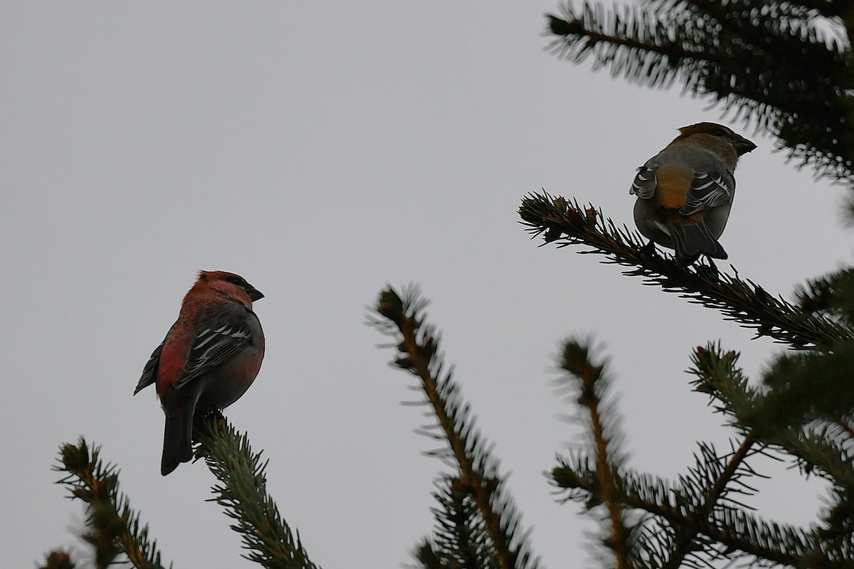 Pinu-gailupa - ML645612721