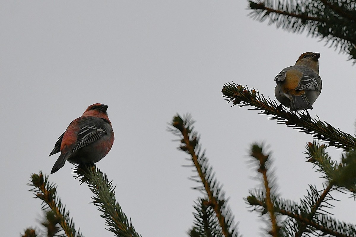 Pinu-gailupa - ML645612725