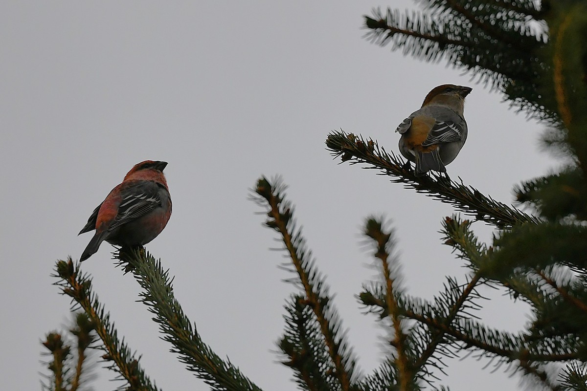 Pinu-gailupa - ML645612726