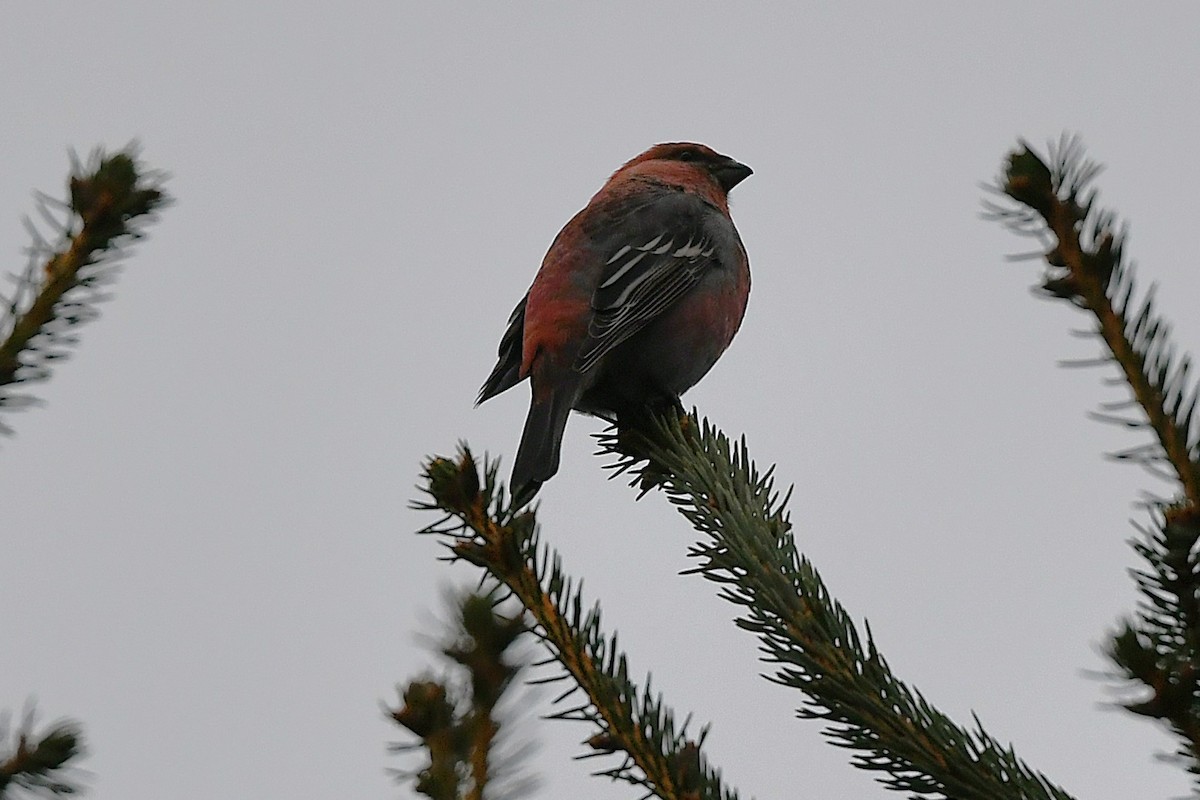 Pinu-gailupa - ML645612729