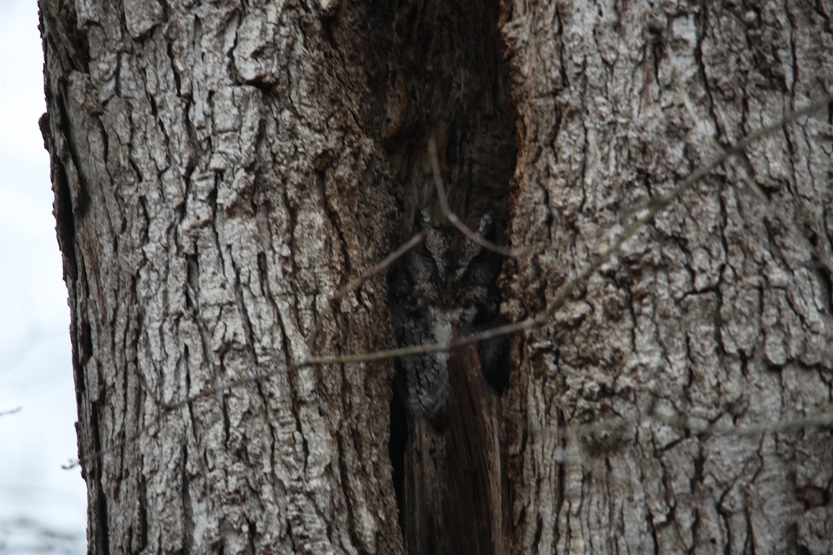 ヒガシアメリカオオコノハズク - ML645612730