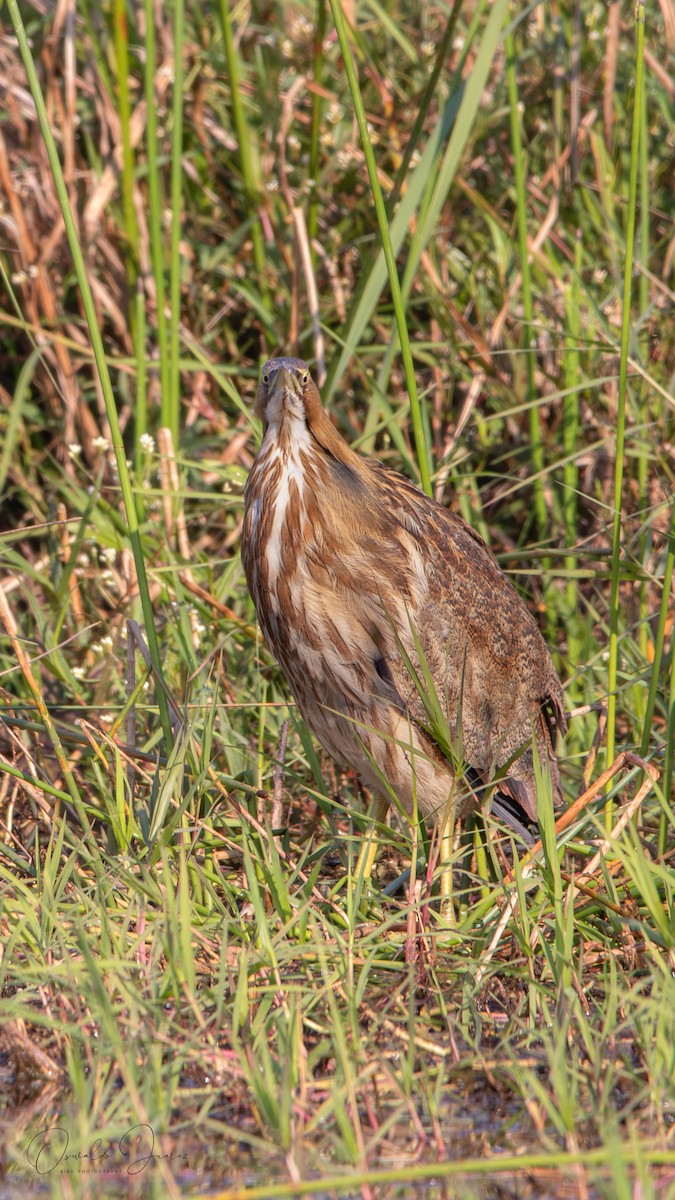 American Bittern - ML645612732
