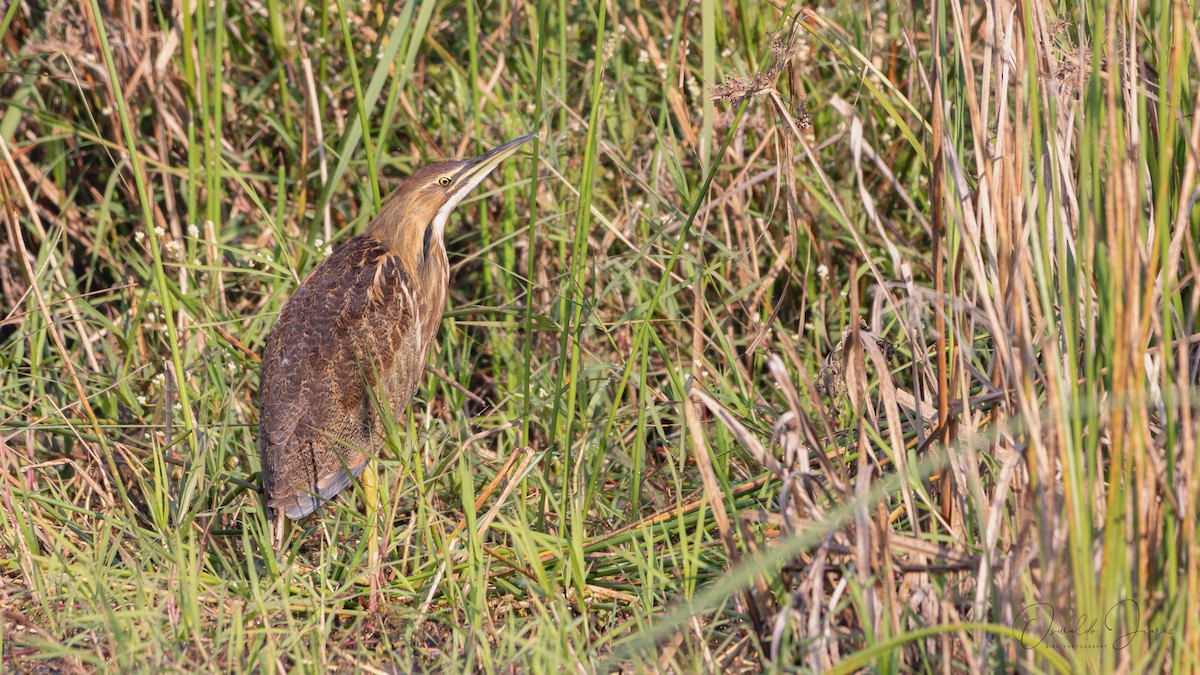 American Bittern - ML645612734